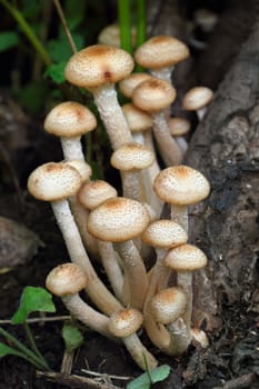 Mushrooms honey agarics autumn ( Armillariella mellea) 
