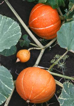 orange pumpkins growing in the garden