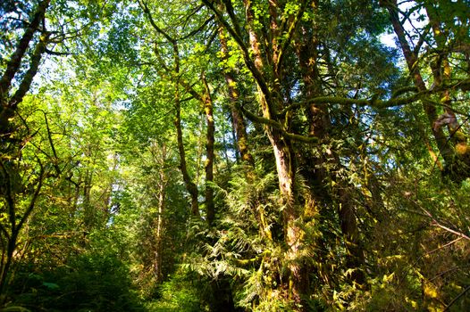 Trees in a wooded forest