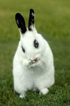 Adorable White Bunny Rabbit Outdoors in Grass