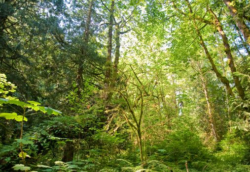 Trees in a wooded forest