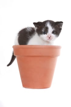 Cute Little Kitten Portrait in Studio on White Background