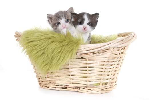 Cute Little Kitten Portrait in Studio on White Background