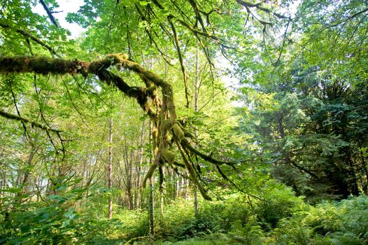 Trees in a wooded forest