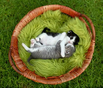 Cute Little Kittens Outdoors in Natural Light