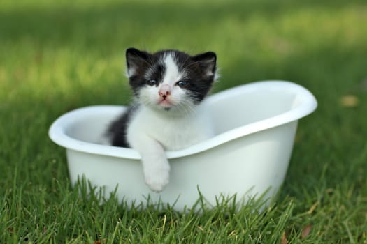 Adorable Baby Kitten Outdoors in Grass