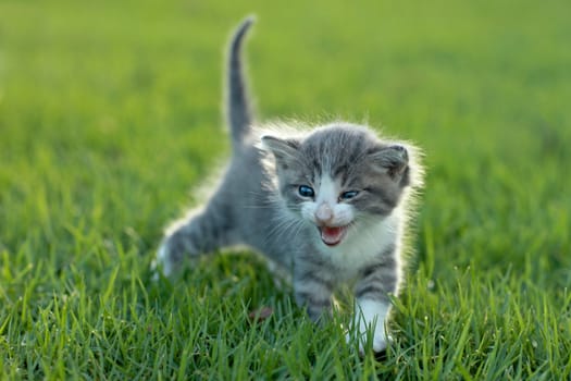 Adorable Baby Kitten Outdoors in Grass