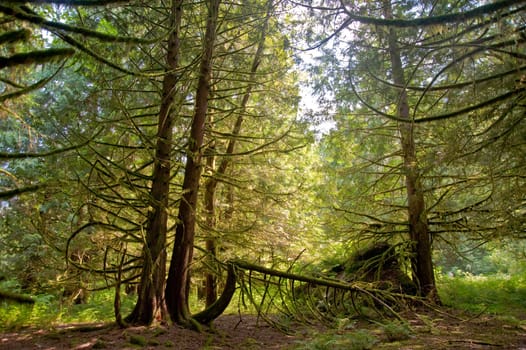 Trees in a wooded forest