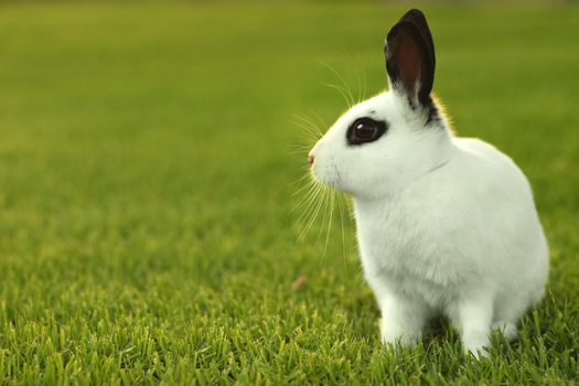 Adorable White Bunny Rabbit Outdoors in Grass