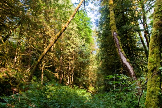 Trees in a wooded forest