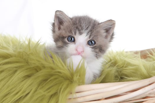 Cute Little Kitten Portrait in Studio on White Background