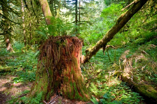 Trees in a wooded forest