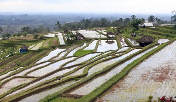 Terraced rice paddies with crops. Bali, indonesia