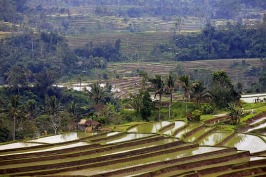 Terraced rice paddies with crops. Bali, indonesia