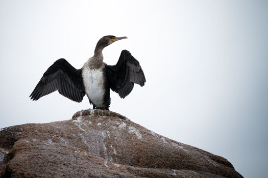 Cormorant Spreading Its Wings To Dry