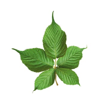 Green leaves isolated on white background