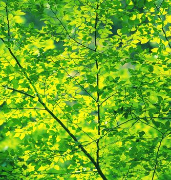 Green oak leaves