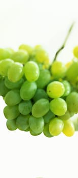 Fresh green grapes. Isolated on white