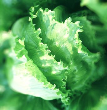fresh cabbage in the vegetable garden