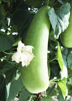 Eggplant in a hothouse