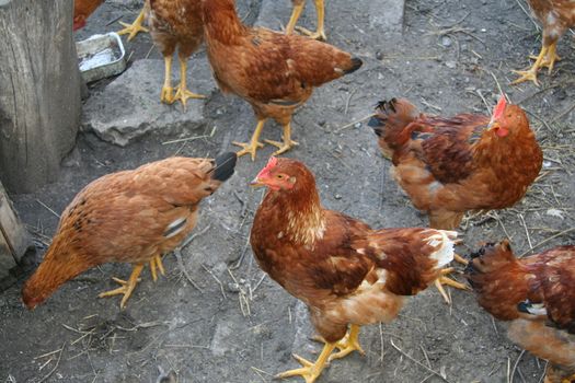 Brown hens with focus on middle hen
