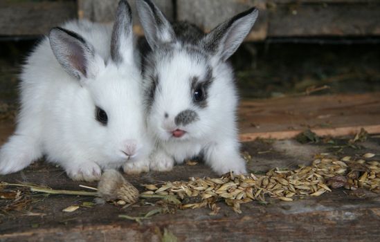 Feeding rabbits on animal farm in rabbit-hutch
