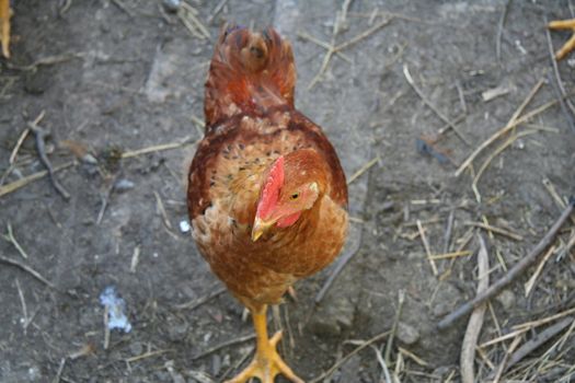 Brown hen