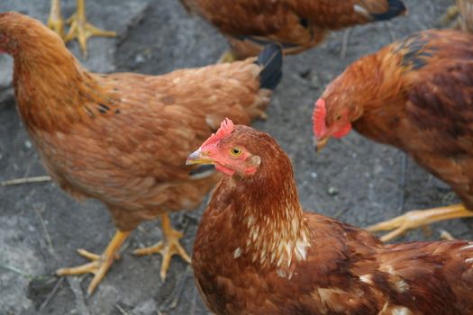 Brown hens with focus on middle hen