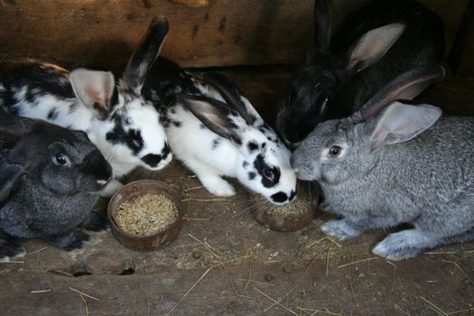 sweet bunny rabbits family
