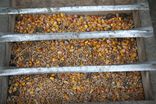 chicken feed
