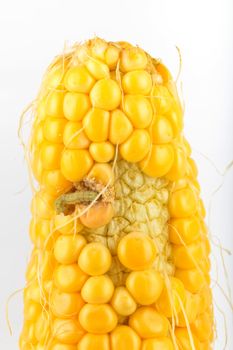 A worm eating the corn