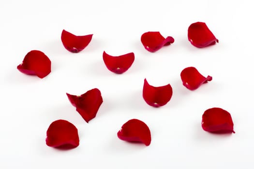 Rose petals isolated on white