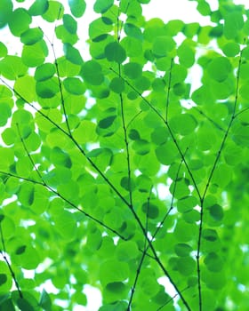 Green oak leaves