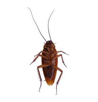 Cockroach