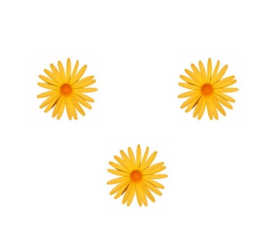 meadow yellow flower on a white background