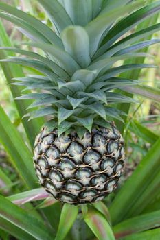Pineapple plant
