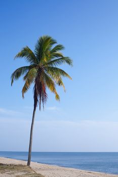 Tropical sand beach with coconut trees