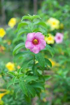 Allamanda flowers