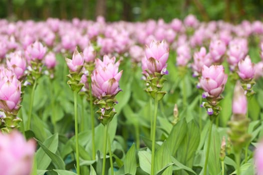Siam Tulip