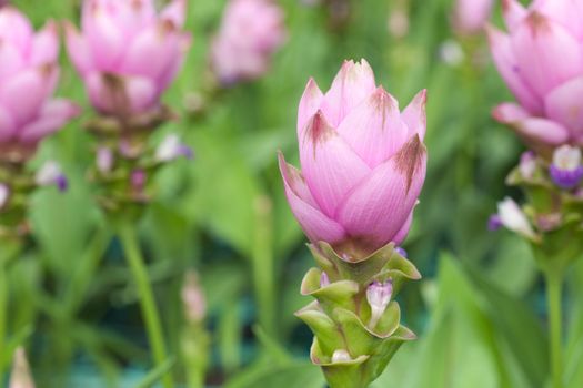 Siam Tulip