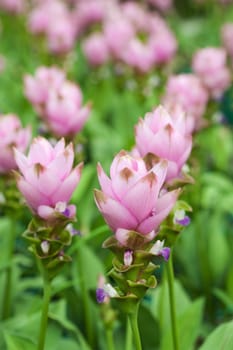 Siam Tulip