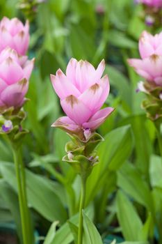 Siam Tulip