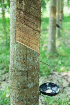 Rubber tree