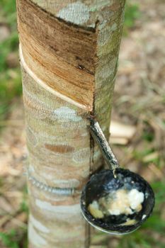 Rubber tree
