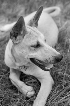 Black and white dog