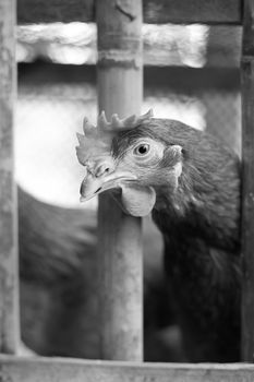 Chickens in a bamboo cage
