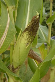 a pictue of green corn close up in thailand