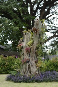 parasite plants on the treee in the garden