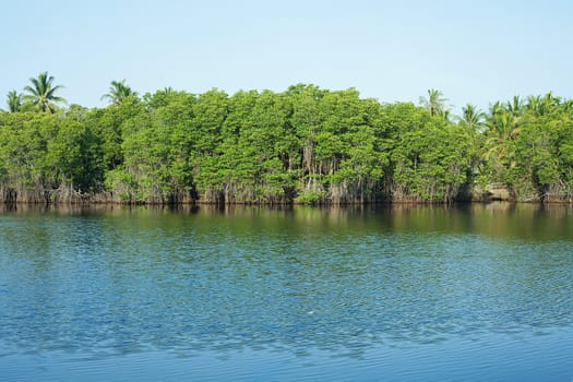 Mangrove Forest