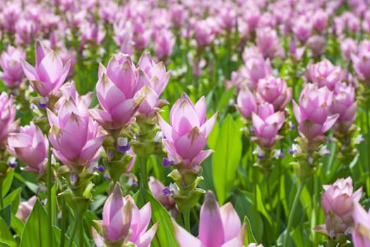 Siam tulip flower